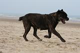 CANE CORSO 841